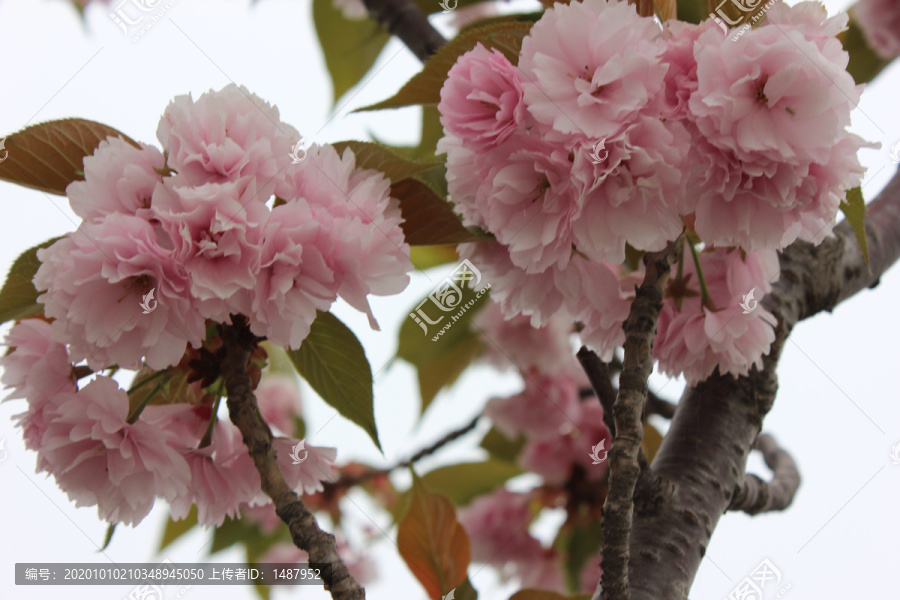 春天盛开的樱花