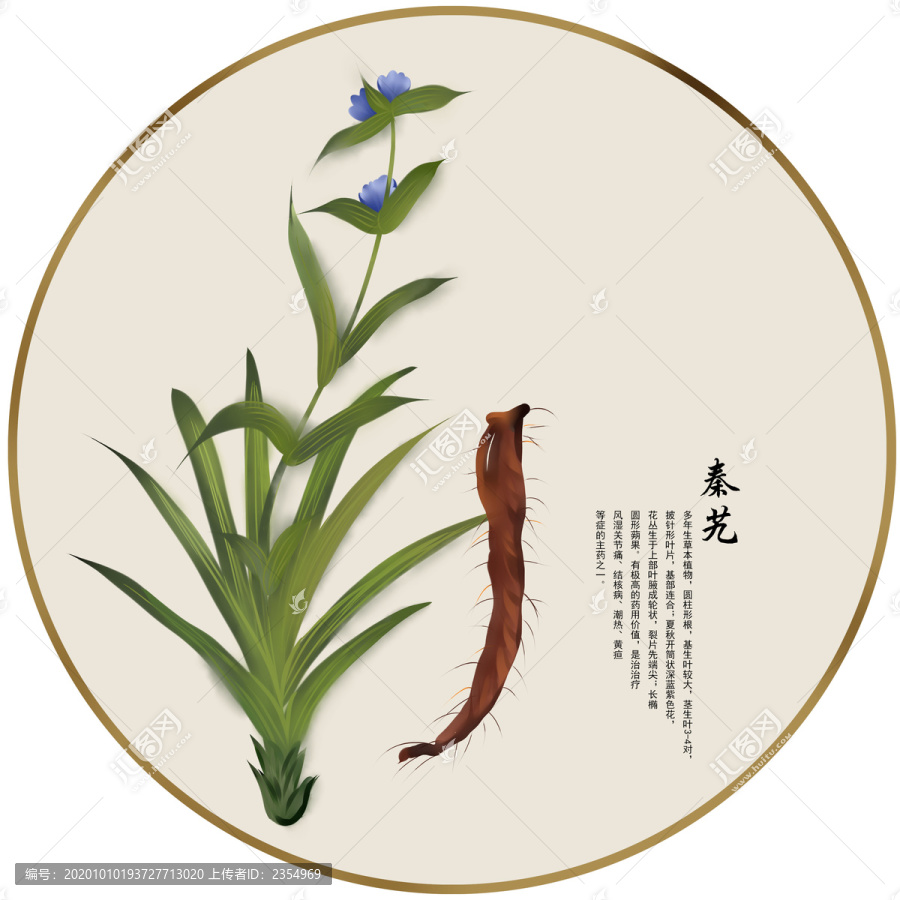 手繪中草藥秦艽中藥養(yǎng)生藥材