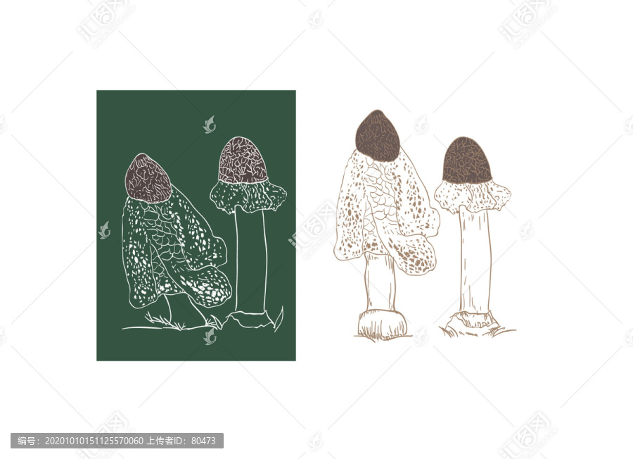 竹蓀手繪竹蓀線稿竹蓀線描插畫(huà)