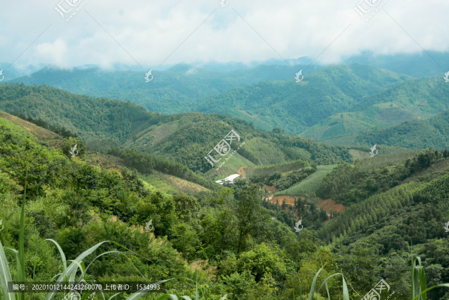 三乌鸡鸡场