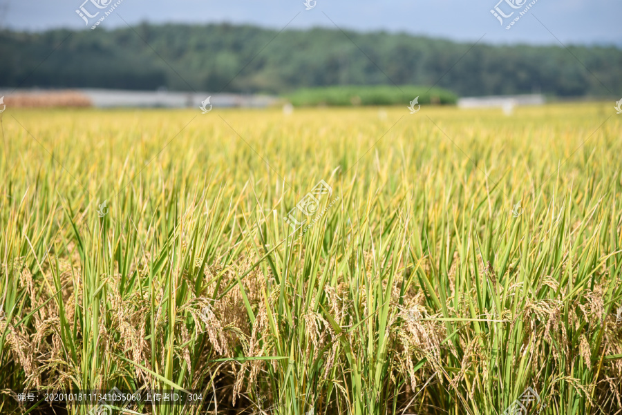 稻田稻穗