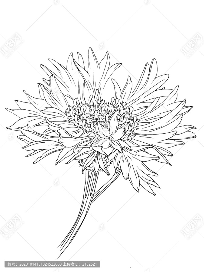 手繪花