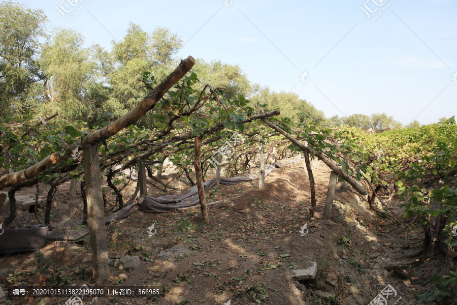 吐鲁番葡萄沟里的葡萄藤树
