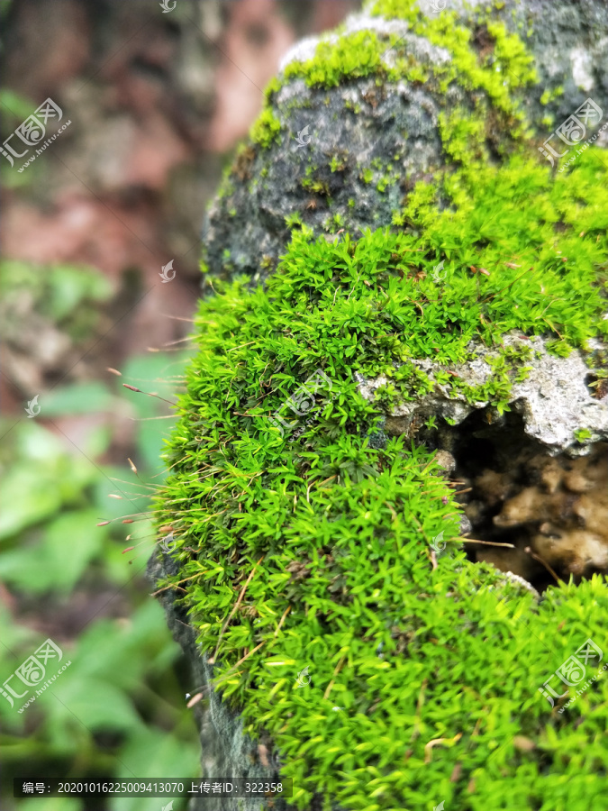 岩石上的苔藓