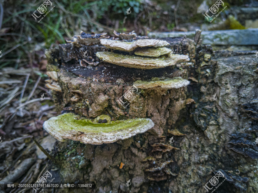 野生菌