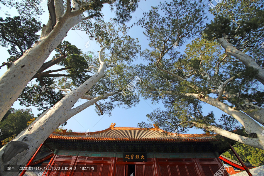 法海寺白皮松