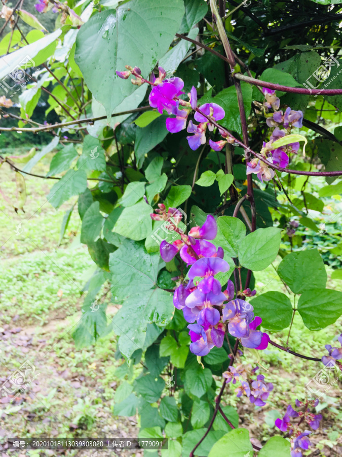 紫色扁豆花