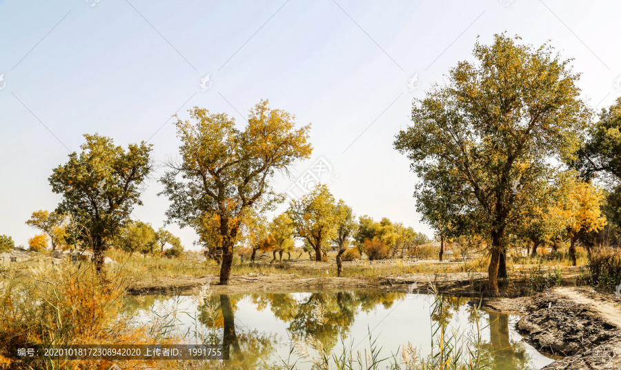 新疆胡杨林风景画