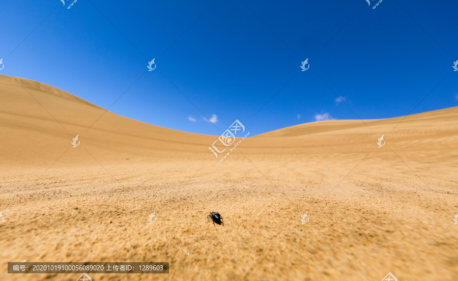 沙漠中的昆虫