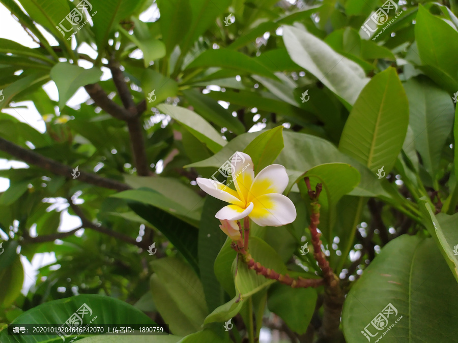 鸡蛋花树