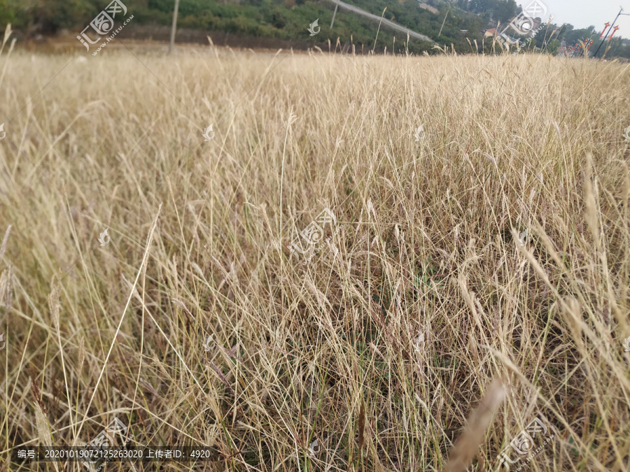 野草