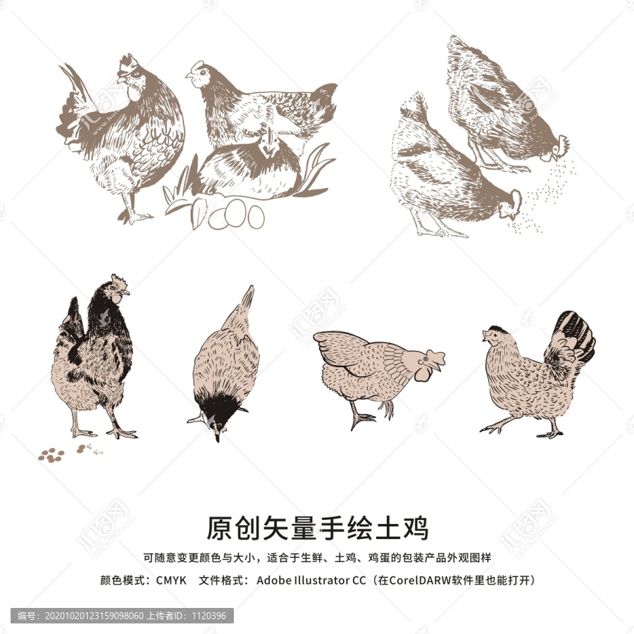 土雞手繪圖