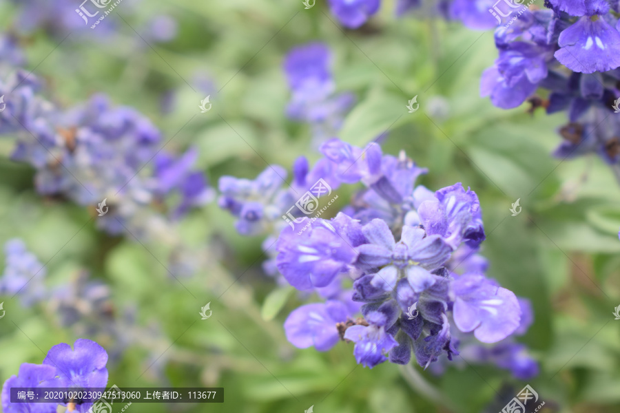 蓝紫花摄影图片