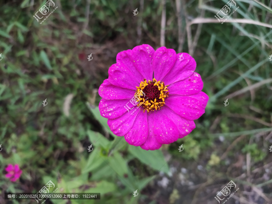 花朵