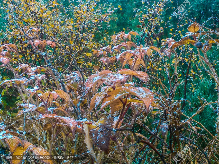 落雪的秋叶