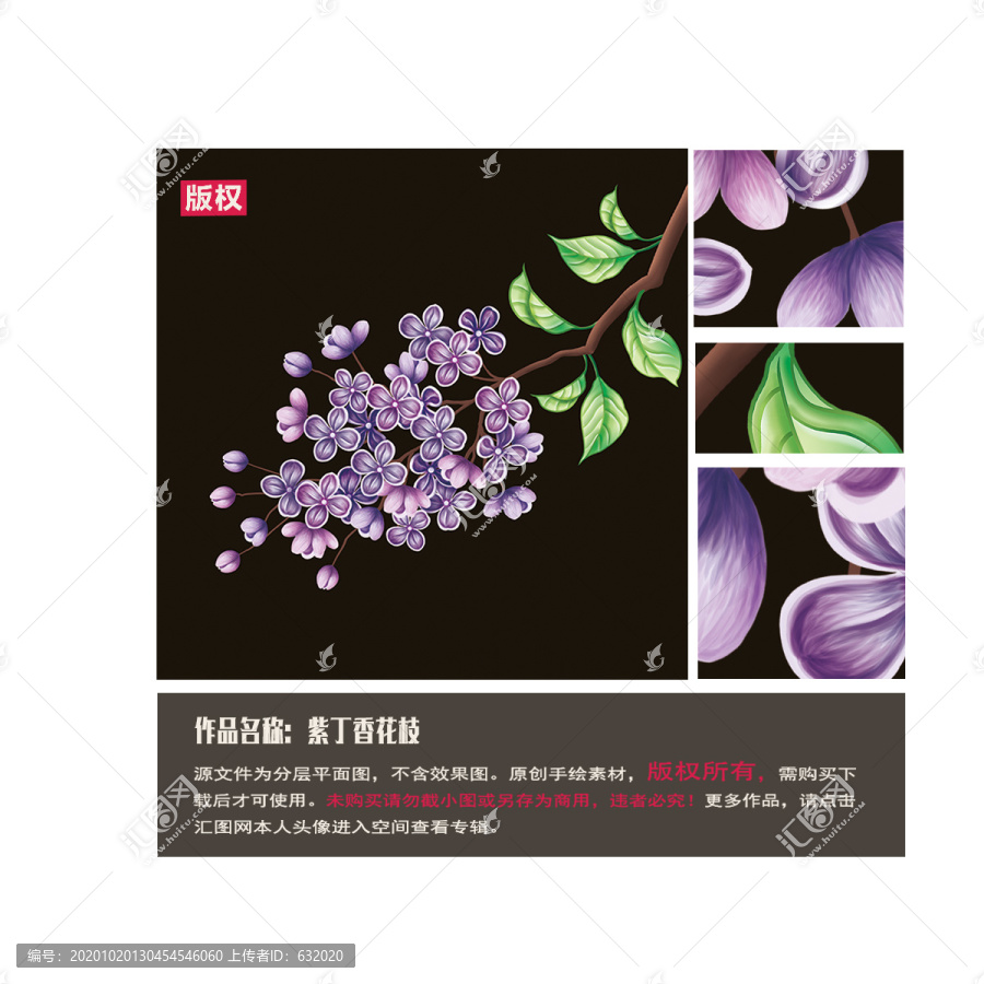 紫丁香圖片