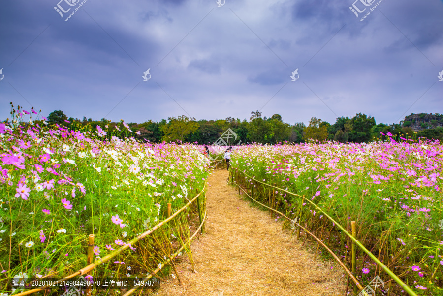 鲜花小径