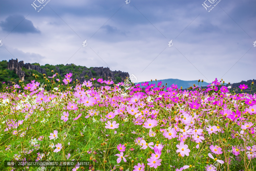 花海