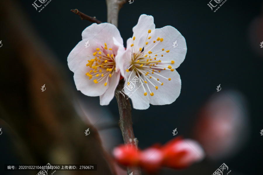 桃花特写