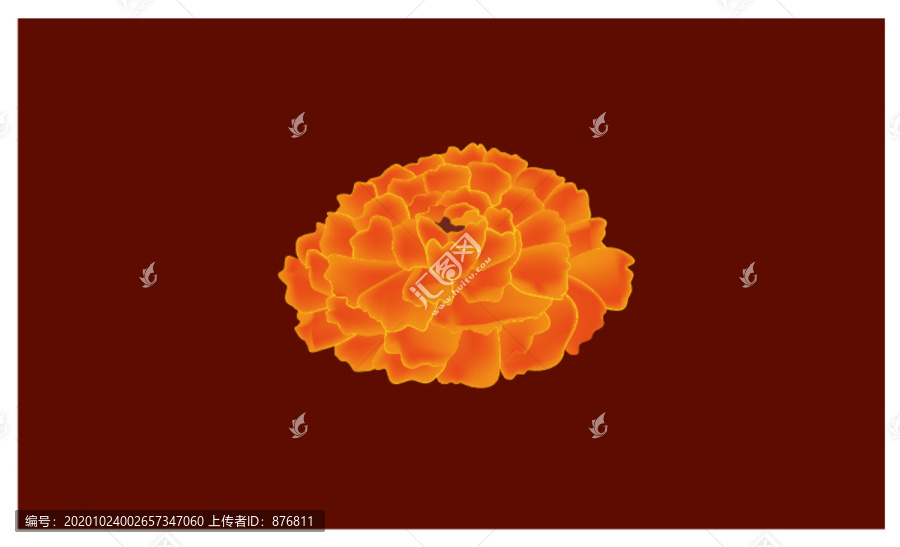 萬壽菊手繪插畫