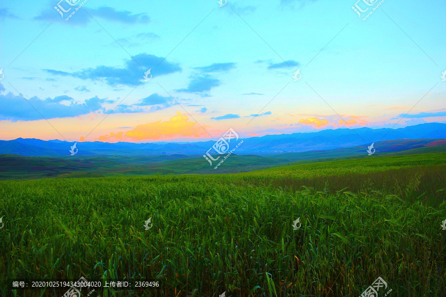 田野