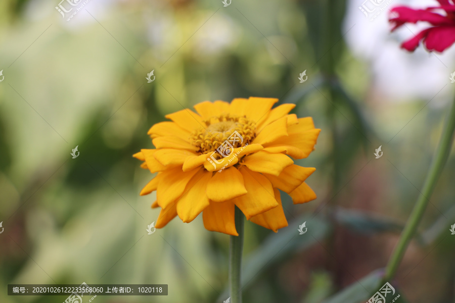 百日菊