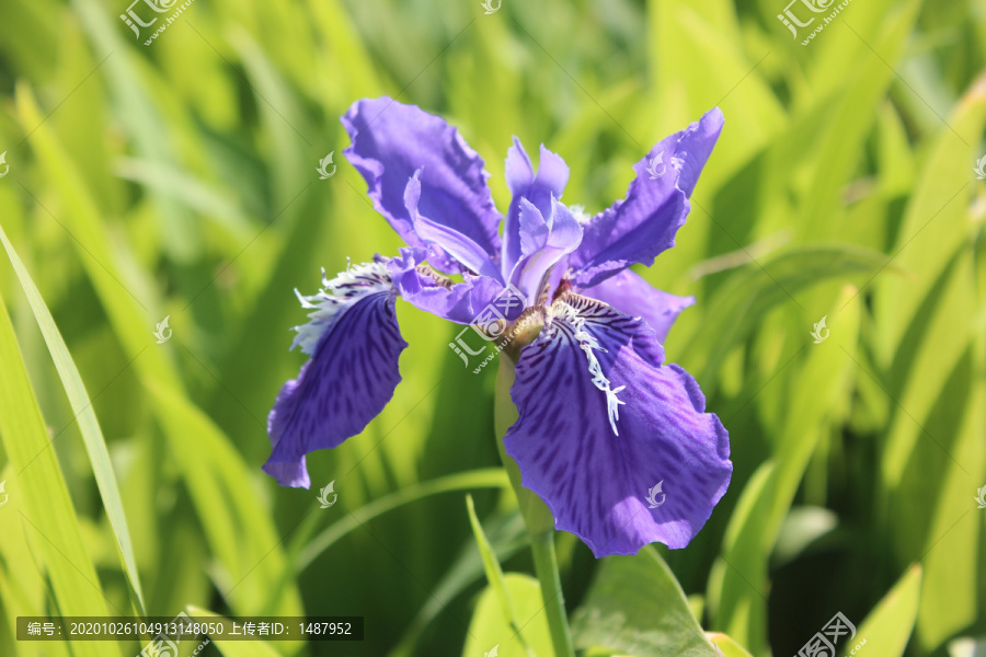 初夏公园里盛开的鸢尾花