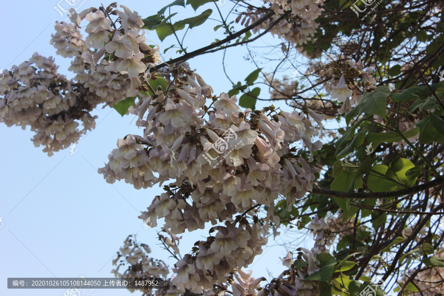 盛开的泡桐花