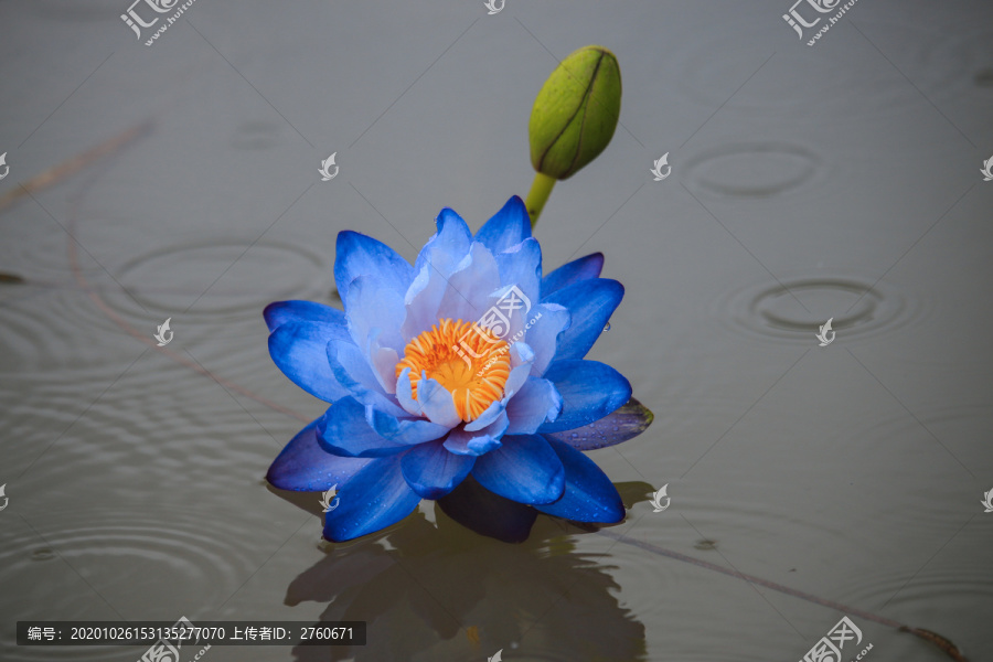 雨中蓝莲花