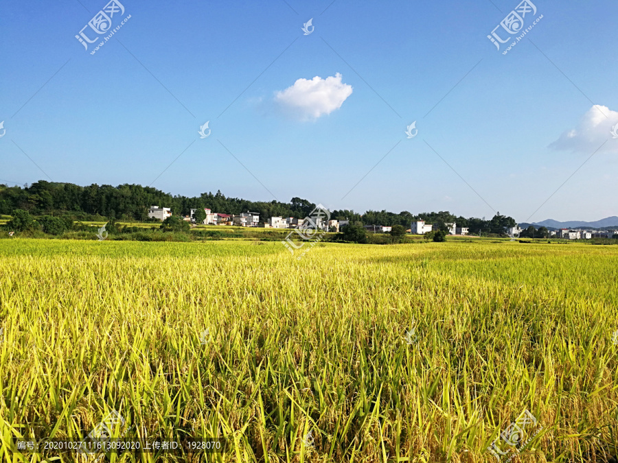 稻田丰收景色