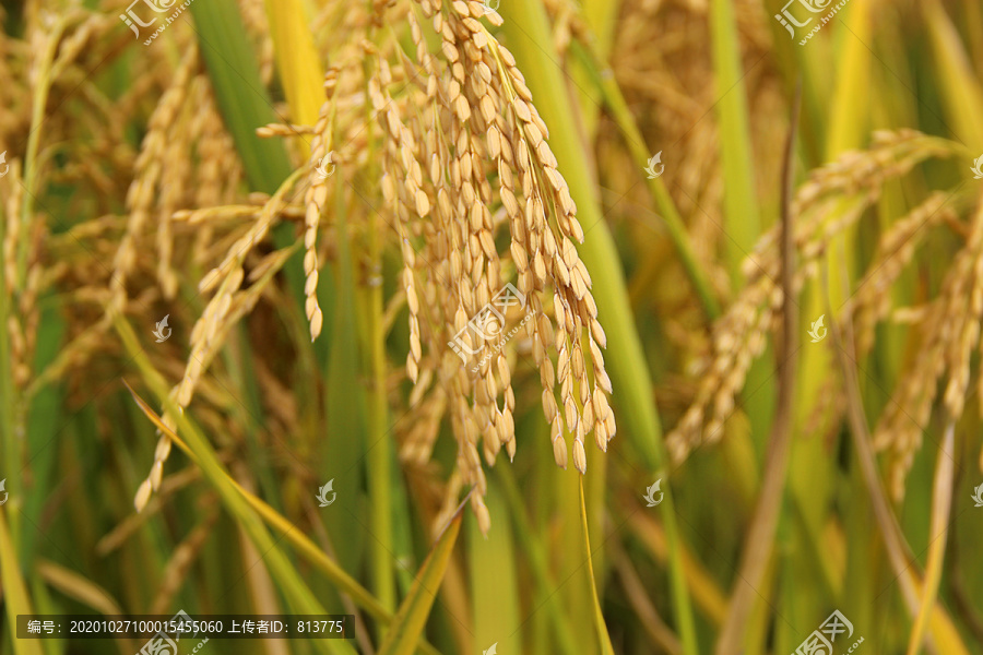 长粒子稻米