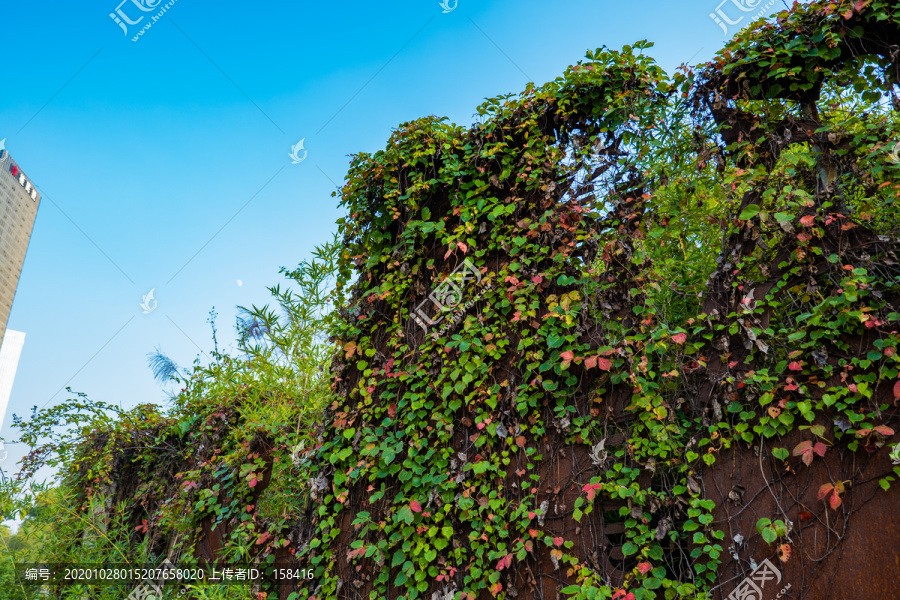 锈迹斑斑的铁板爬山虎植物背景墙