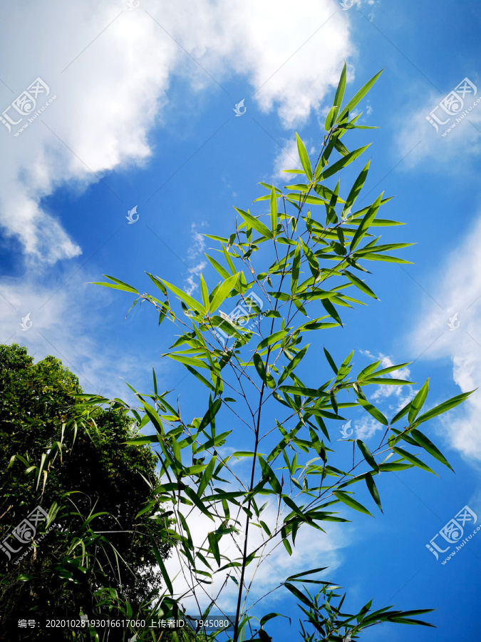 仰拍竹节