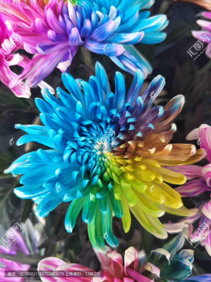 五彩斑斓的菊花