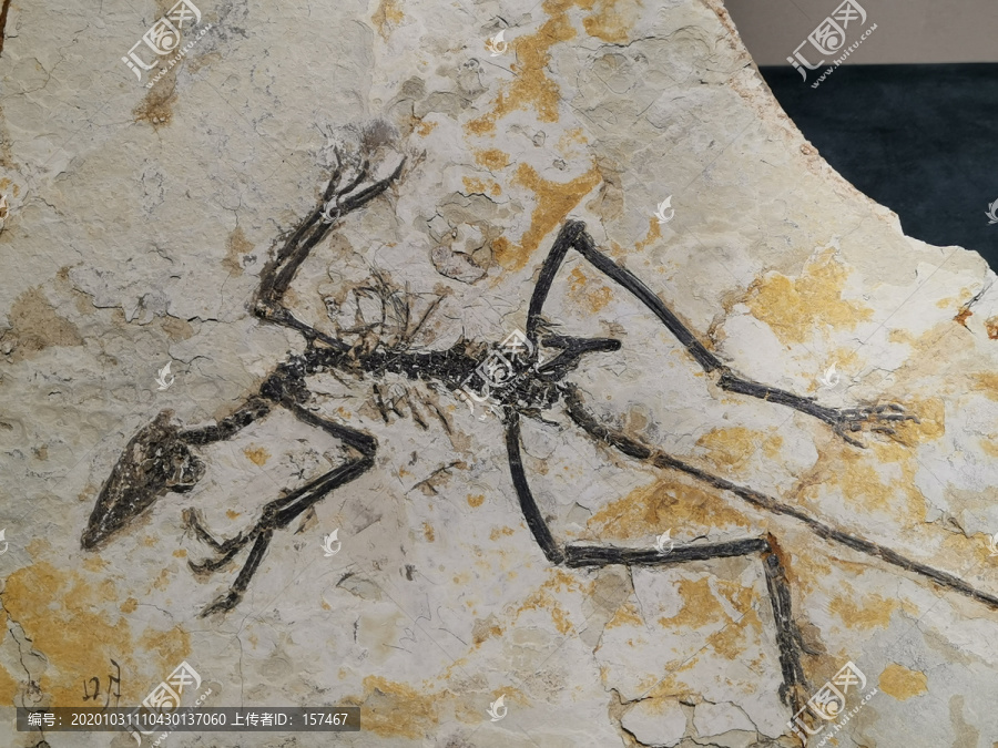 古生物化石长趾辽宁鸟化石