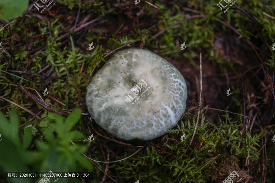 野生蘑菇青头菌