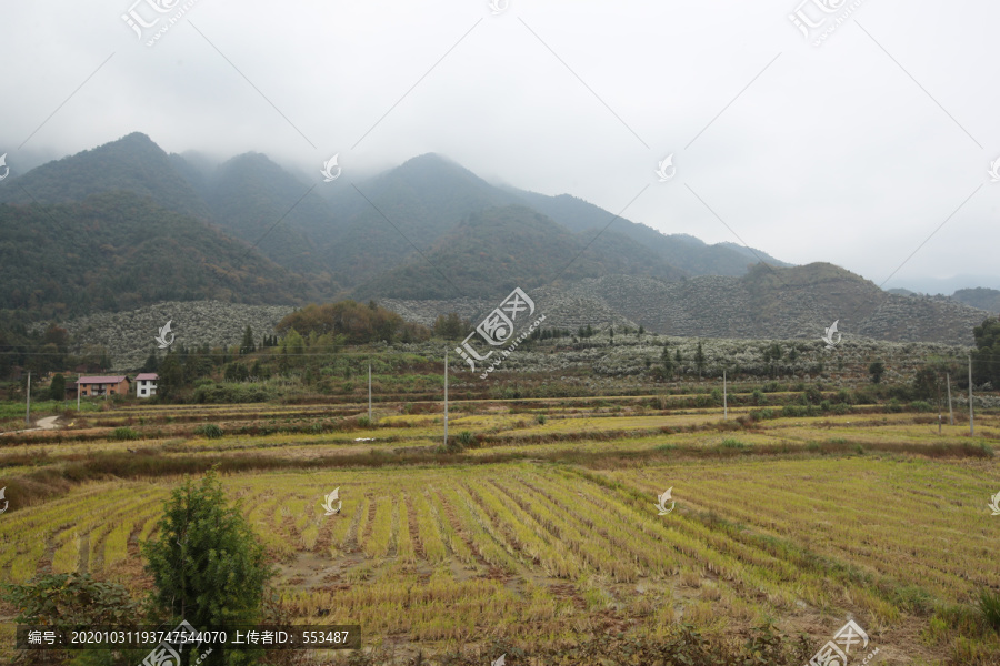 田野