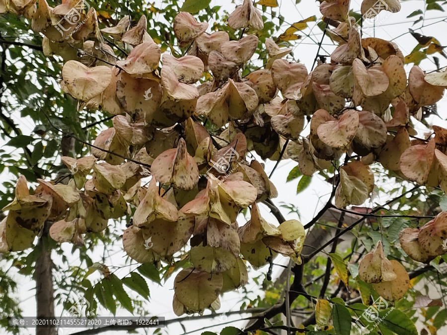 栾树花特写