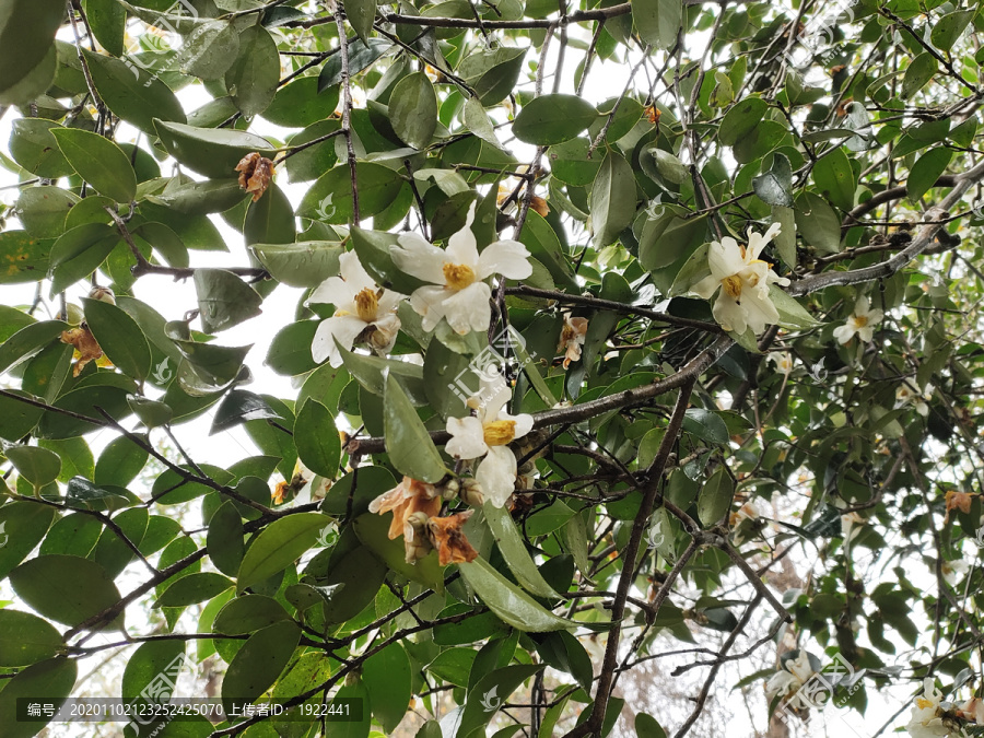 油茶花儿开