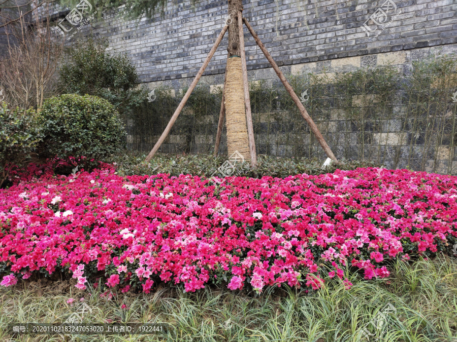 杜鹃花花绿植