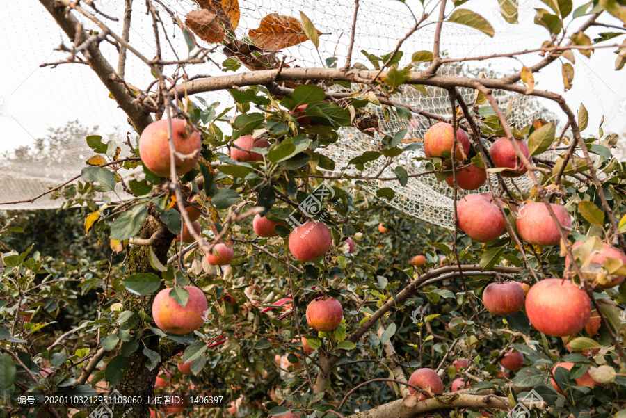 苹果树苹果园
