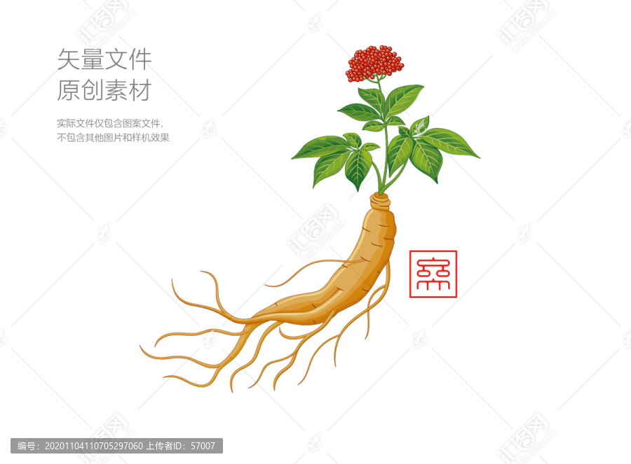 人參插畫