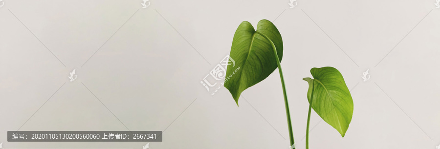 自然绿色植物摄影背景