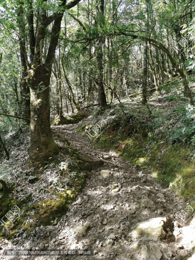 森林马古道