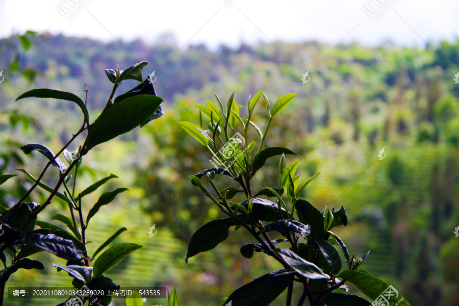 普洱茶茶山鲜叶