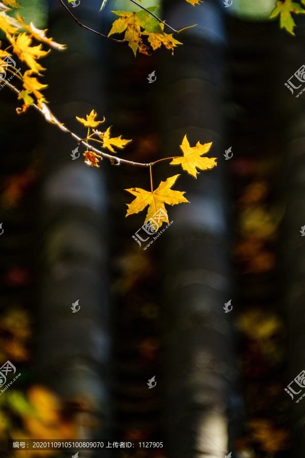 紅葉