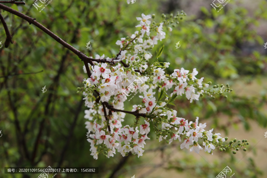 花卉