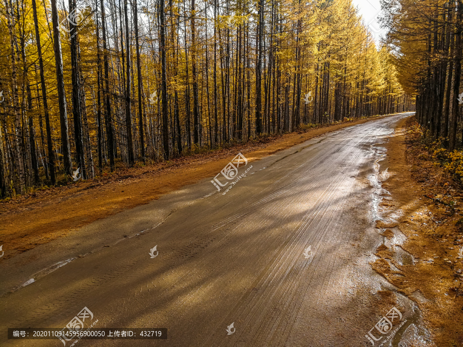 森林小路