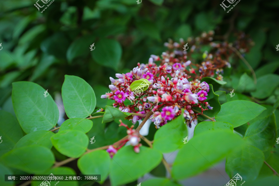 杨桃杨桃花