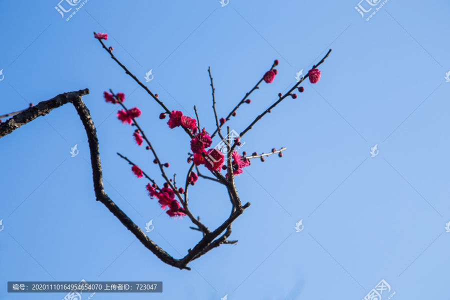 杭州西溪湿地曲水寻梅